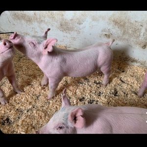 Meet your Posher, Jillian